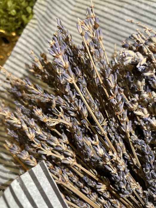 Bundle of Dried Lavender from France