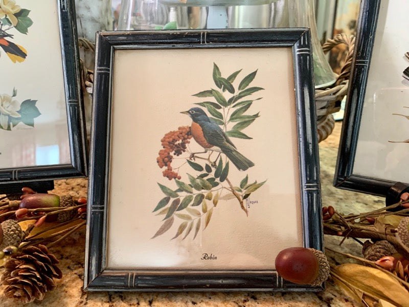 Vintage Art of Birds in Nature - ON SALE NOW!